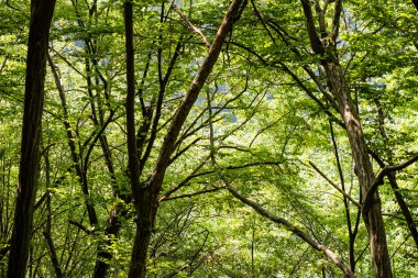 Puslu sabah ormanda. Orman ağaç gövdeleri ile