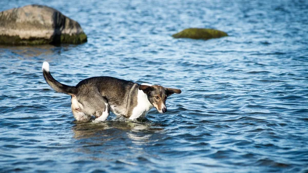 Chien heureux joue dans l'eau — Photo