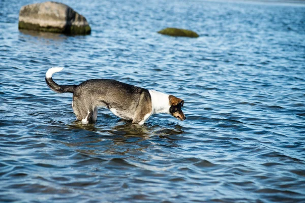 Chien heureux joue dans l'eau — Photo