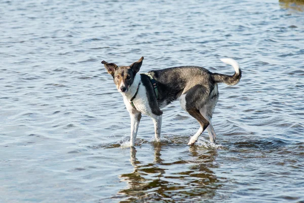 狗在水中玩的愉快 — 图库照片