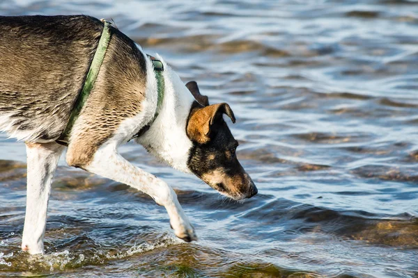 狗在水中玩的愉快 — 图库照片