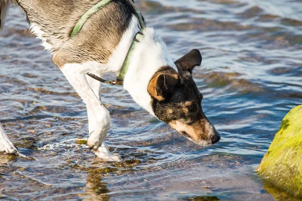 Chien heureux joue dans l'eau — Photo