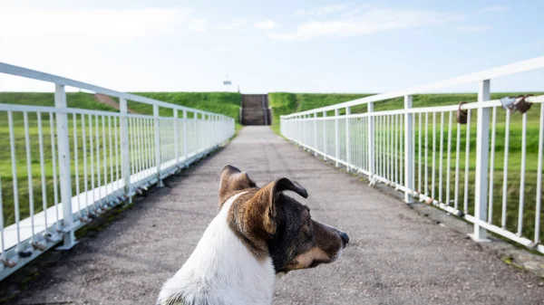 Happy dog is looking for direction on the bridge — Stock Photo, Image