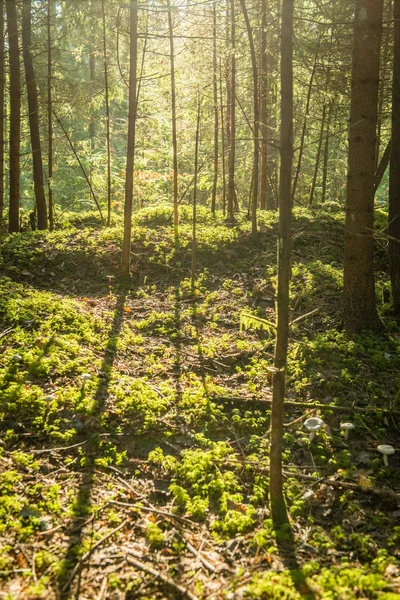 Misty morning in the woods. forest with tree trunks