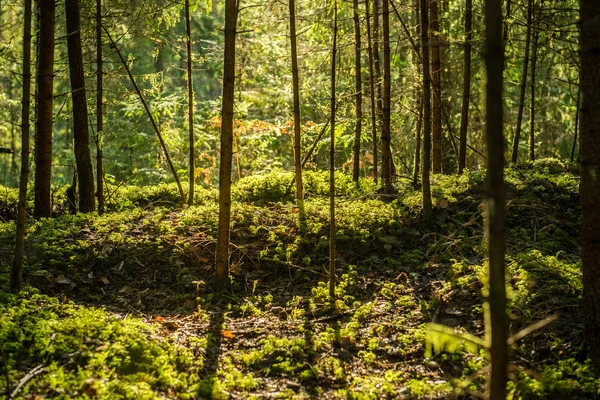 Mattinata nebbiosa nel bosco. foresta con tronchi d'albero — Foto Stock
