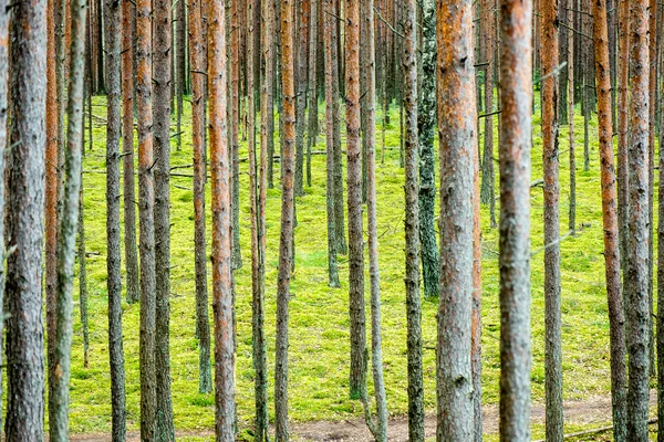 Misty morning in the woods. forest with tree trunks