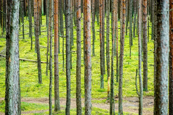 Nebliger Morgen im Wald. Wald mit Baumstämmen — Stockfoto