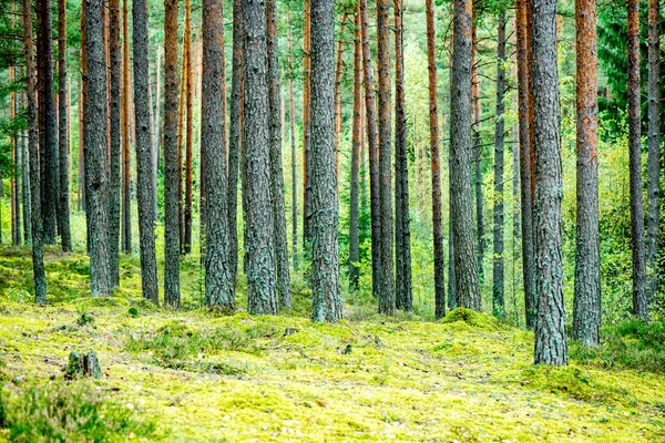 Mistige ochtend in het bos. bos met boomstammen — Stockfoto