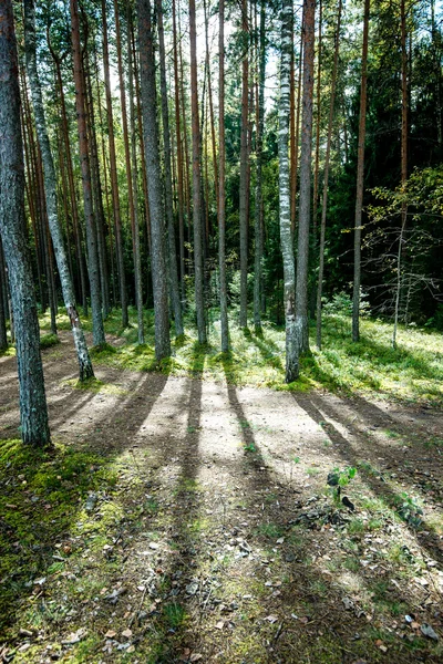 Поганий ранок у лісі. ліс зі стовбурами дерев — стокове фото