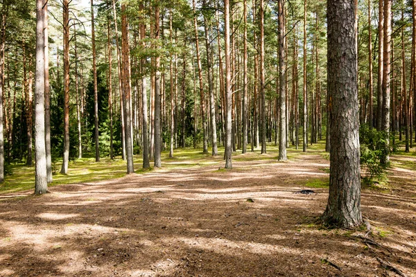 Matin brumeux dans les bois. forêt avec troncs d'arbres — Photo