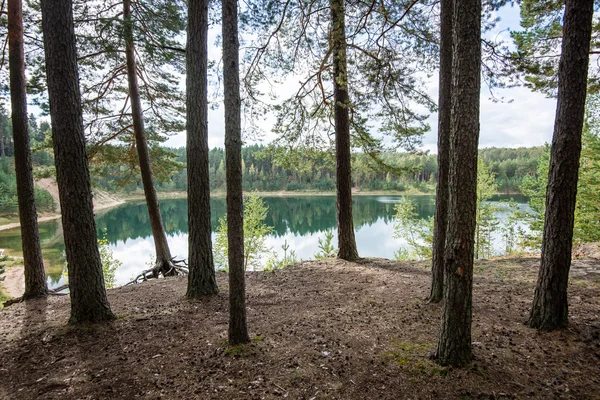 Mglisty poranek w lesie. Las z pni — Zdjęcie stockowe