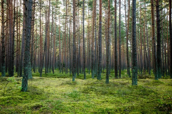 Mglisty poranek w lesie. Las z pni — Zdjęcie stockowe