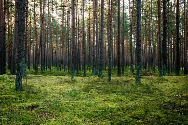 Mattinata nebbiosa nel bosco. foresta con tronchi d'albero — Foto Stock