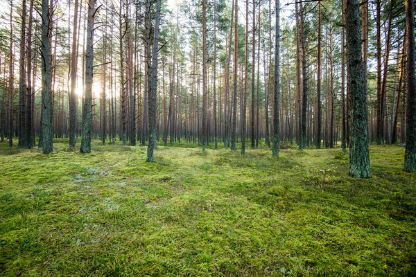 Matin brumeux dans les bois. forêt avec troncs d'arbres — Photo