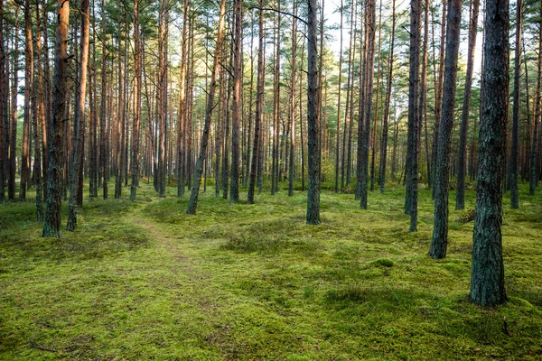 Mañana brumosa en el bosque. bosque con troncos de árbol — Foto de Stock