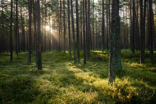 Mlhavé ráno v lese. Les s kmeny stromů — Stock fotografie