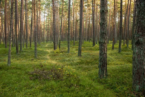 Misty morning in the woods. forest with tree trunks