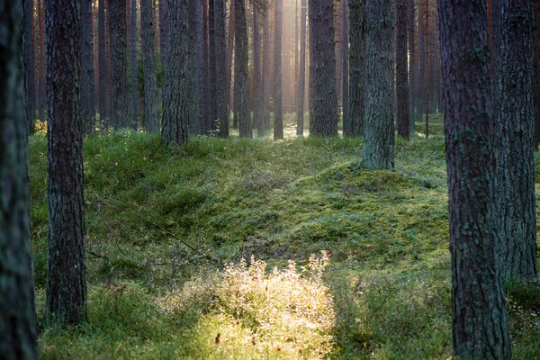Matin brumeux dans les bois. forêt avec troncs d'arbres — Photo