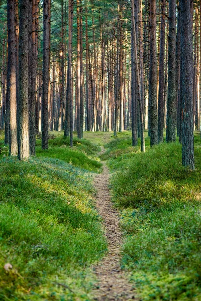 Mañana brumosa en el bosque. bosque con troncos de árbol — Foto de Stock