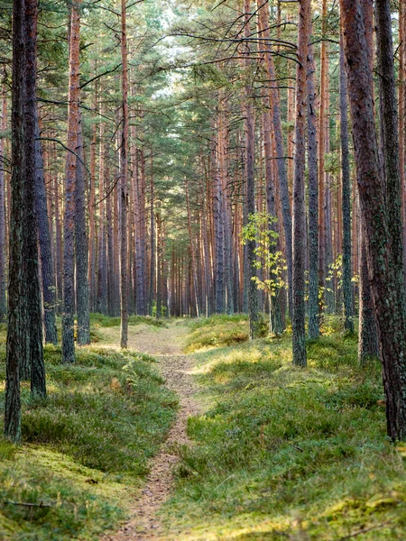 Puslu sabah ormanda. Orman ağaç gövdeleri ile — Stok fotoğraf