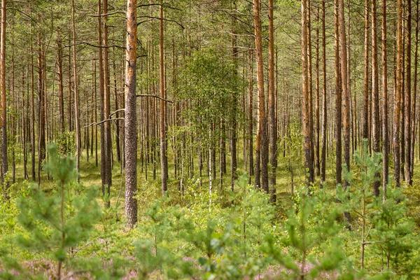 Matin brumeux dans les bois. forêt avec troncs d'arbres — Photo