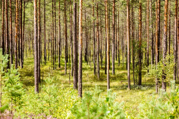 Mañana brumosa en el bosque. bosque con troncos de árbol — Foto de Stock