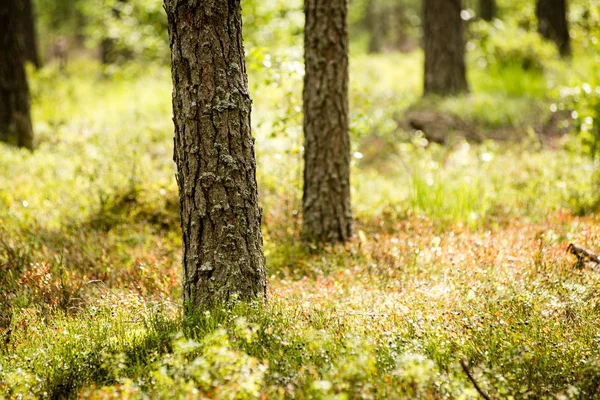 Dimmig morgon i skogen. skogen med trädstammar — Stockfoto