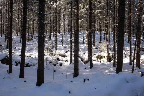 Mattinata nebbiosa nel bosco. foresta con tronchi d'albero — Foto Stock