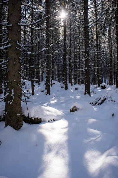 Matin brumeux dans les bois. forêt avec troncs d'arbres — Photo