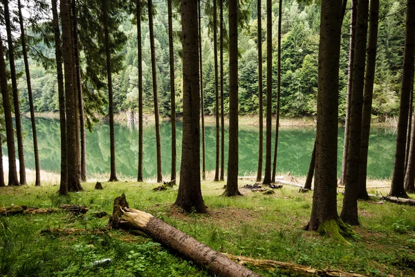 Misty morning in the woods. forest with tree trunks