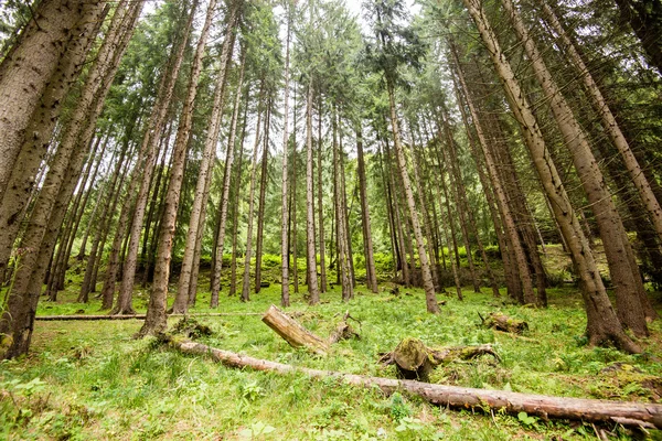 Misty morning in the woods. forest with tree trunks