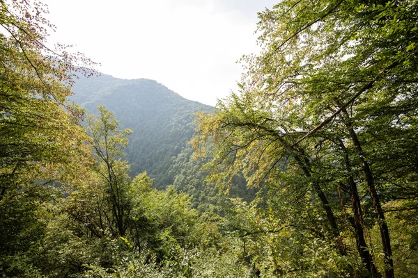 Dimmig morgon i skogen. skogen med trädstammar — Stockfoto