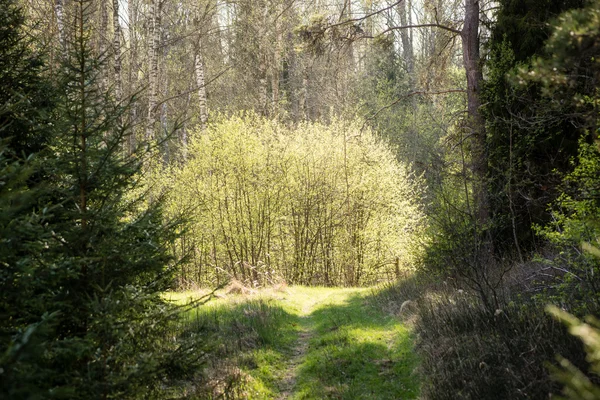 Nebliger Morgen im Wald. Wald mit Baumstämmen — Stockfoto