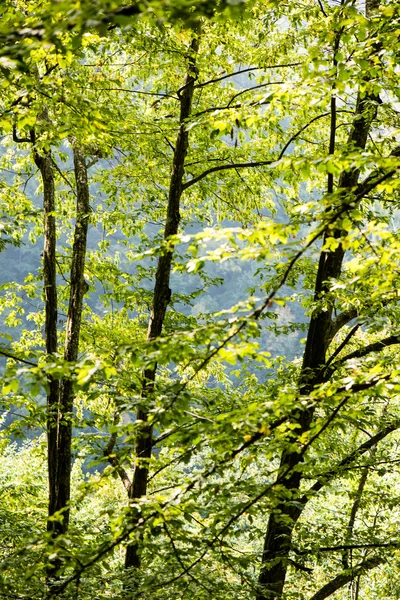 Dimmig morgon i skogen. skogen med trädstammar — Stockfoto