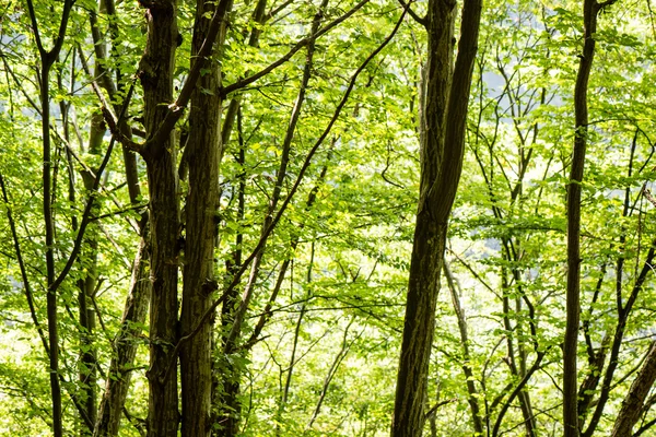 Dimmig morgon i skogen. skogen med trädstammar — Stockfoto