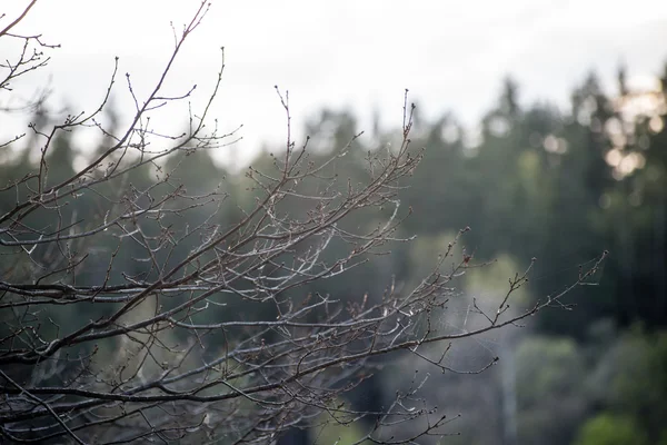Dimmig morgon i skogen. skogen med trädstammar — Stockfoto