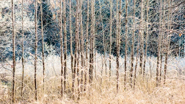 Mattinata nebbiosa nel bosco. foresta con tronchi d'albero — Foto Stock