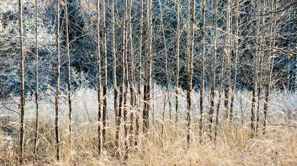 森の中で霧の朝。木の幹を持つフォレスト — ストック写真