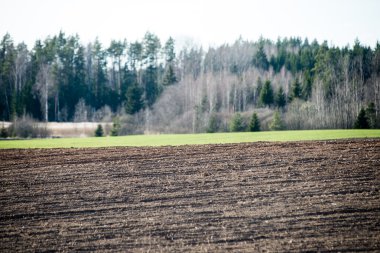 sonbahar ekili alan