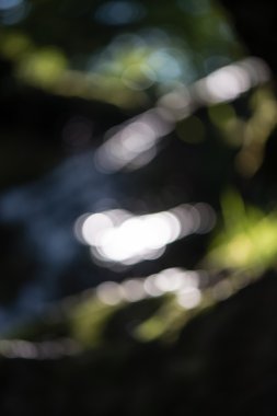 bulanıklık doğa sonbahar renkleri