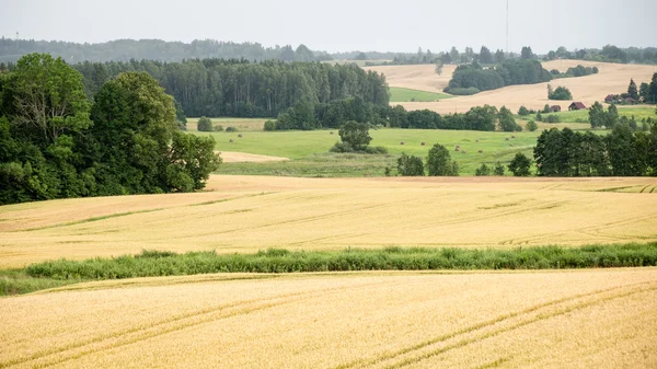 Cultivated field in country — Stock Photo, Image