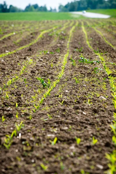 Campo cultivado en el país — Foto de Stock