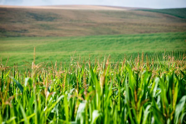 Campo de maíz cultivado — Foto de Stock