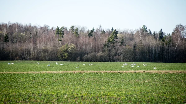Otoño campo cultivado — Foto de Stock