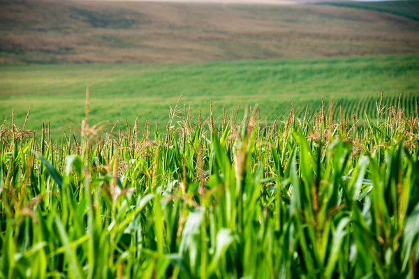 Campo de maíz cultivado — Foto de Stock