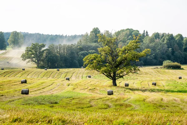 Podzimní obdělávané pole — Stock fotografie