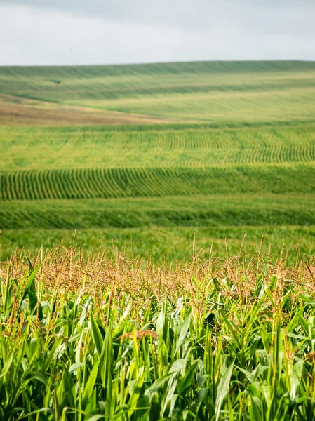 Campo de maíz cultivado — Foto de Stock