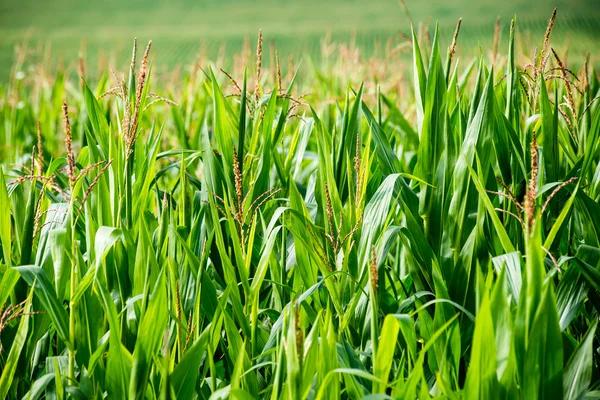 Campo de maíz cultivado —  Fotos de Stock