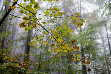 sonbahar renkli orman ağaçları puslu akşam