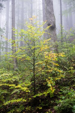 sonbahar renkli orman ağaçları puslu akşam